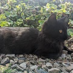 里親募集　（黒猫)5.6ヶ月小柄 − 栃木県