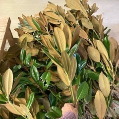タイザンボク（花材、リース材料）