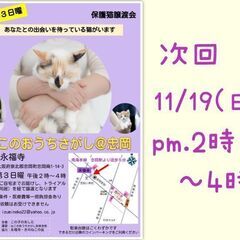 11/19(日)ねこのおうちさがし＠忠岡