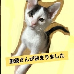 生後2ヶ月の男の子🐾