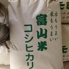 新米　令和5年産　コシヒカリ