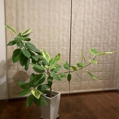 フィカスアルテシマ　大　観葉植物