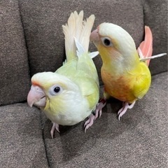 素敵なご縁がありました。ウロコインコの綺麗なペア格安にてお譲りします。