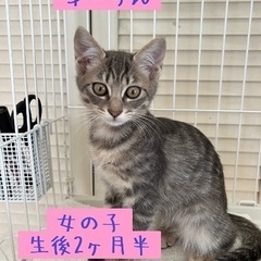 とても珍しいブルータビーの子猫！