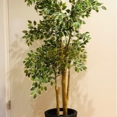 【取引中】人工観葉植物　ベンジャミン 170㎝　IKEA FEI...
