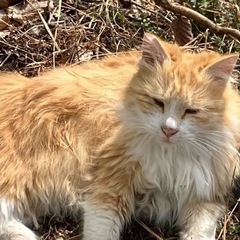 長毛猫さんたちの里親募集です。