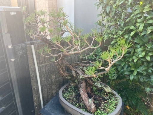 盆栽　2つ