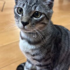 耳が丸い仔猫の男の子 − 宮崎県