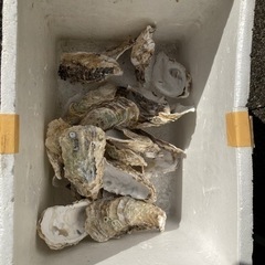 牡蠣殻（カキガラ）約40〜45枚