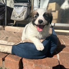 【飼い主様決まりました】パピヨンの男の子🐾