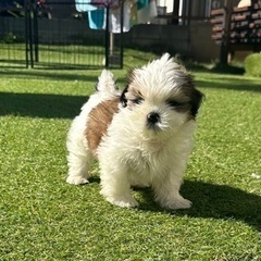 【飼い主様決まりました】シーズーの男の子🌼