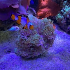 サンゴ　
