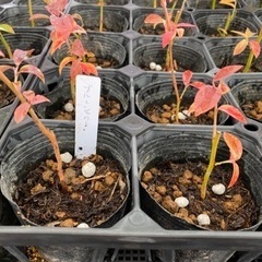 ブルーベリー苗木　4鉢セット