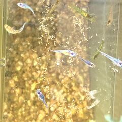【メダカ】夜桜の幼魚11匹セット（写真現物）