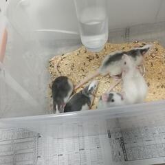 ラット🐭🐭🐭