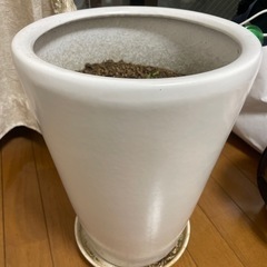 【ネット決済】観葉植物鉢