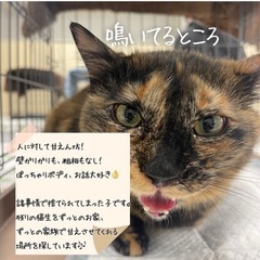 サビ　大人猫　超甘えん坊 - 名古屋市
