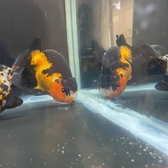 三色らんちゅう