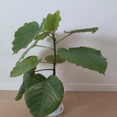 観葉植物 フィカスウンベラータ 約52cm