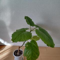 観葉植物 フィカスウンベラータ 約58cm
