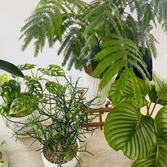 観葉植物8鉢セットまとめ売り　ツピダンサス　エバーフレッシュ※1週間以内に消去予定です※