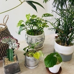 観葉植物8鉢セットまとめ売り　ツピダンサス　エバーフレッシュ※1週間以内に消去予定です※