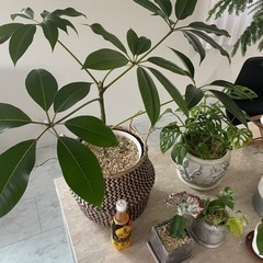 観葉植物8鉢セットまとめ売り　ツピダンサス　エバーフレッシュ※1週間以内に消去予定です※