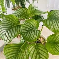 観葉植物8鉢セットまとめ売り　ツピダンサス　エバーフレッシュ※1週間以内に消去予定です※