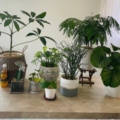 観葉植物8鉢セットまとめ売り　ツピダンサス　エバーフレッシュ※1...