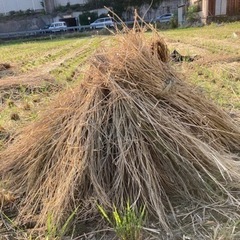稲の藁(乾燥中）