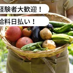 【日払い】 愛媛県大洲市で里芋収穫のお仕事！【単発/短期求人】