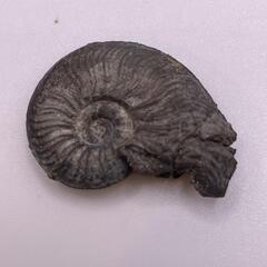 アンモナイト【B-503】
