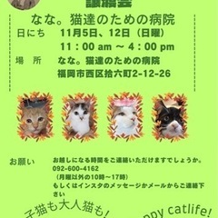 11/5 ねこ組🐾福岡中央譲渡会　なな。猫達のための病院