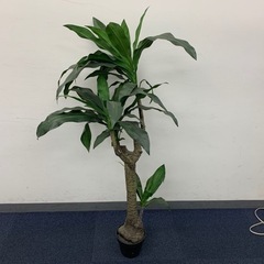 家具 インテリア雑貨　観葉植物