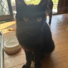 黒猫1歳しぽ短いモコちゃん