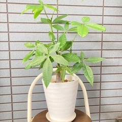 観葉植物　パキラ