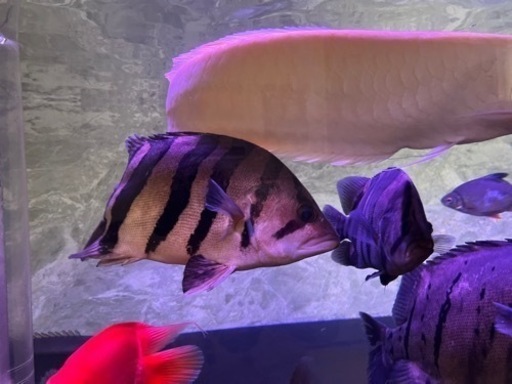ダトニオプラスワン　③