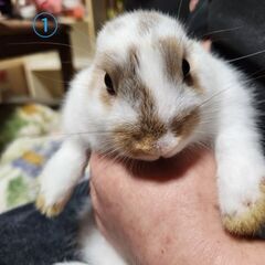 うさぎ🐰里親さん決まりました🙇‍♀