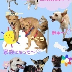 犬の里親会🎃 − 沖縄県