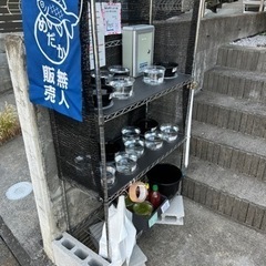 10/29 めだか無人販売 綾瀬市 改良メダカ