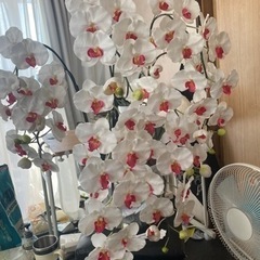 造花の胡蝶蘭