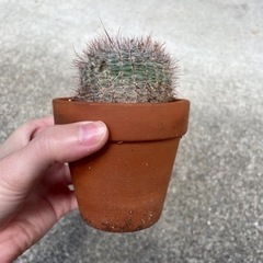 サボテン🌵差し上げます