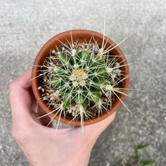 サボテン🌵差し上げます