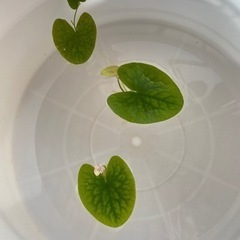 ガガブタ殖芽☘️ビオトープ  水草　メダカの隠れ家に〜