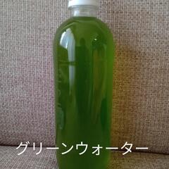 メダカ針子稚魚に⑥❣️元気に育つ‼️安心の！グリーンウォーター💚