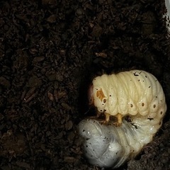 カブトムシ幼虫