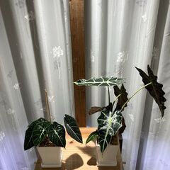 ミニ観葉植物 アロカシア2種セット③