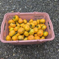 10月28日収穫　柿