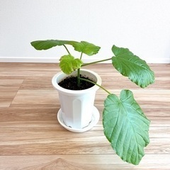 ☆大人気☆オシャレ観葉植物フィカスウンベラータ(38cm) 