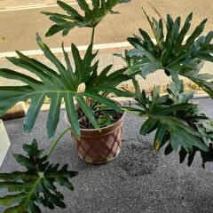 フィロデンドロン セローム 観葉植物